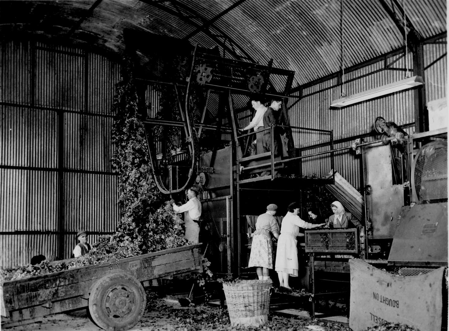 A hop-picking machine in action at Tony Redsell's farm at Boughton in September 1954. The use of such machines grew in response to a labour shortage