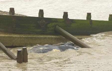 SAD SIGHT: Passers-by found the dead whale. Picture: TERRY SCOTT