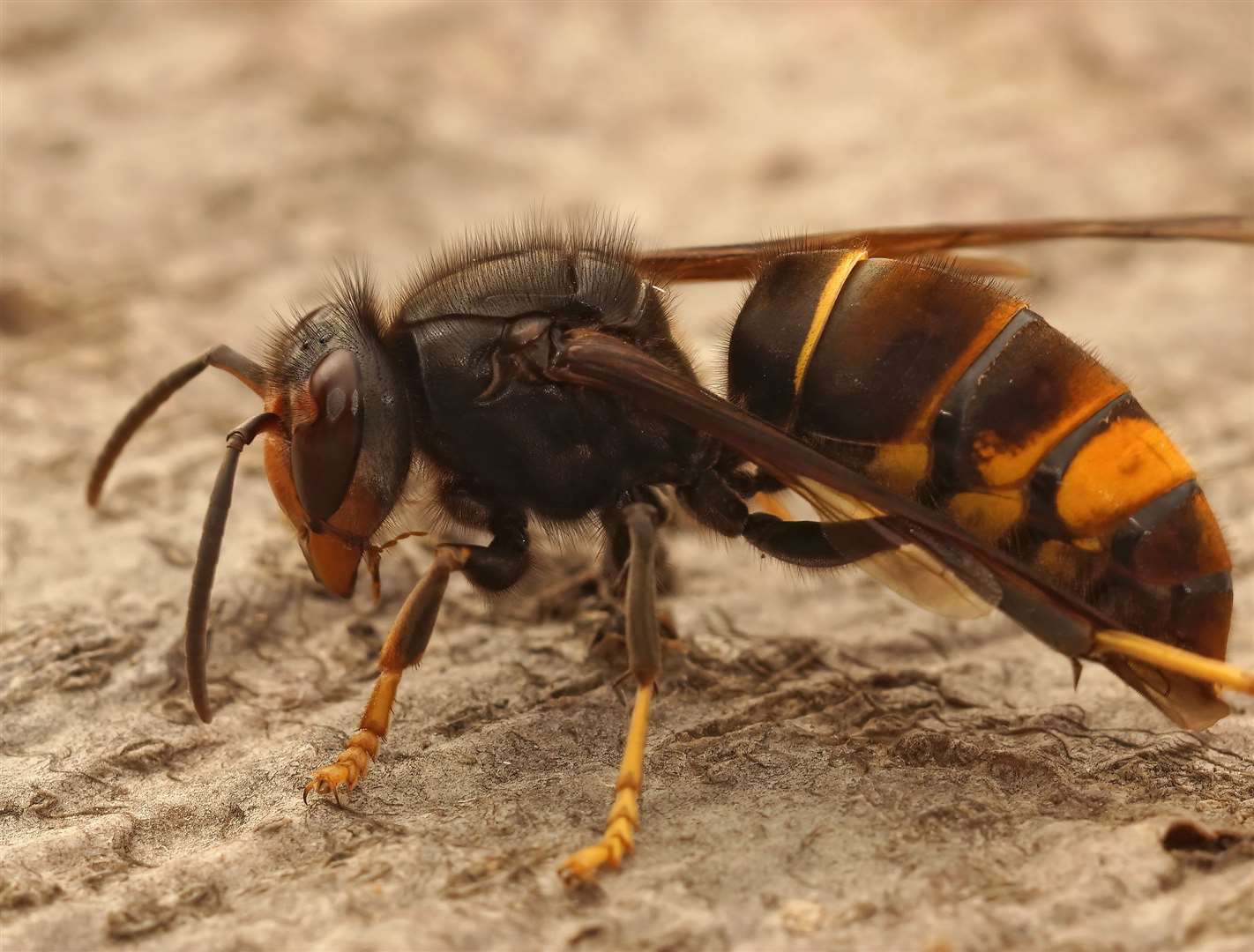 An Asian hornet. Picture: iStock