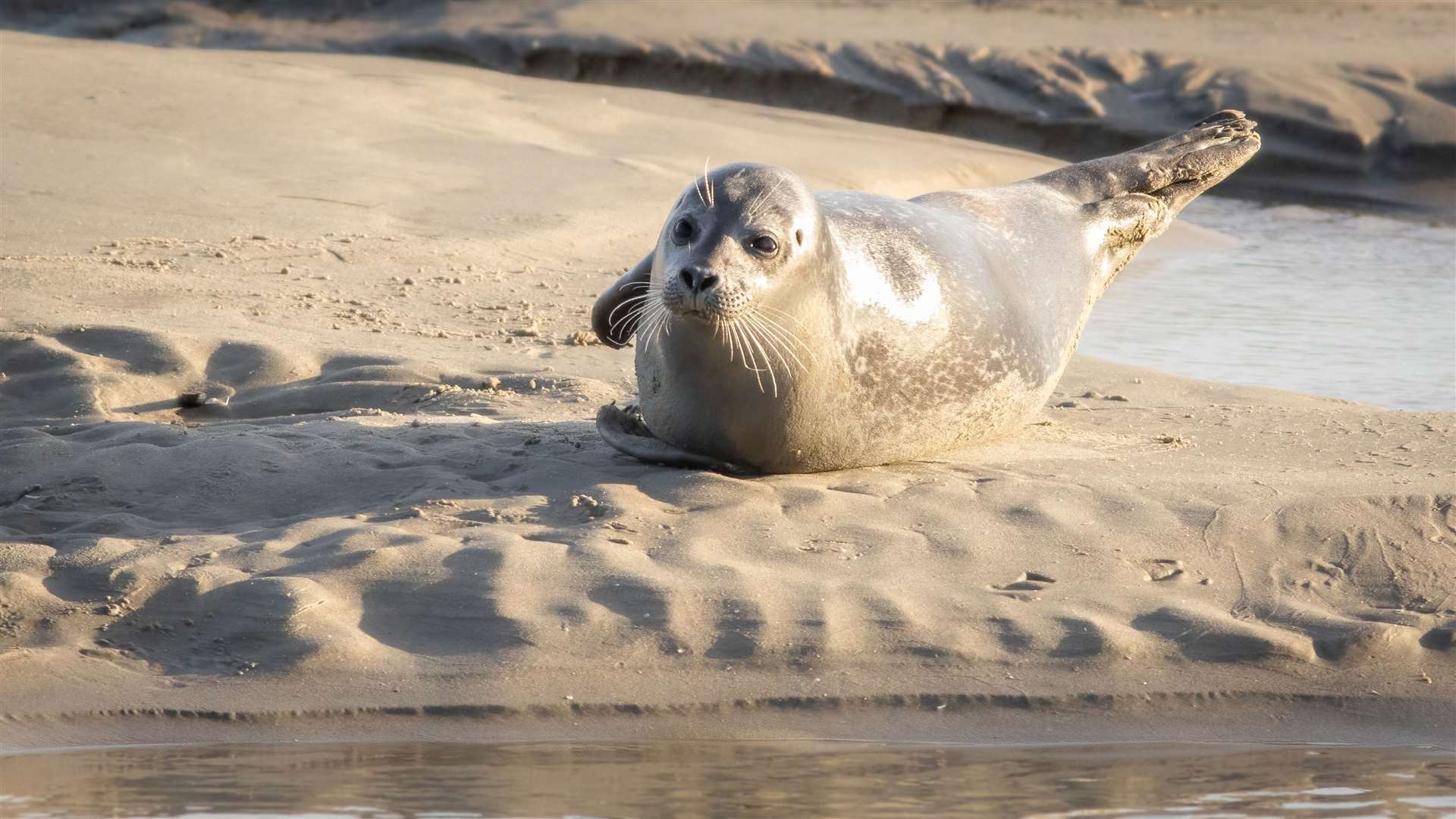 Harbor seals sunbathing on a beach at Baie d'Authie.