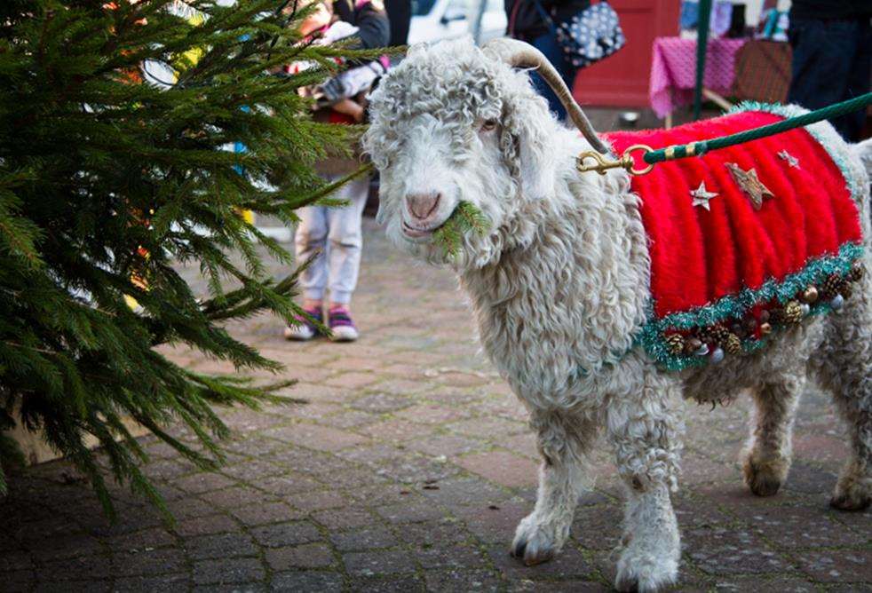 Carlos the goat will be at Christmas at Brogdale