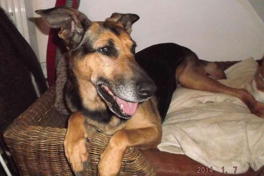 Willow, a German shepherd/lurcher cross is a clever girl, seeking a new home through Thanet Animal Group (TAG). She needs a kind and patient new owner to help her regain her confidence after she was abandoned and left terrified and emaciated.