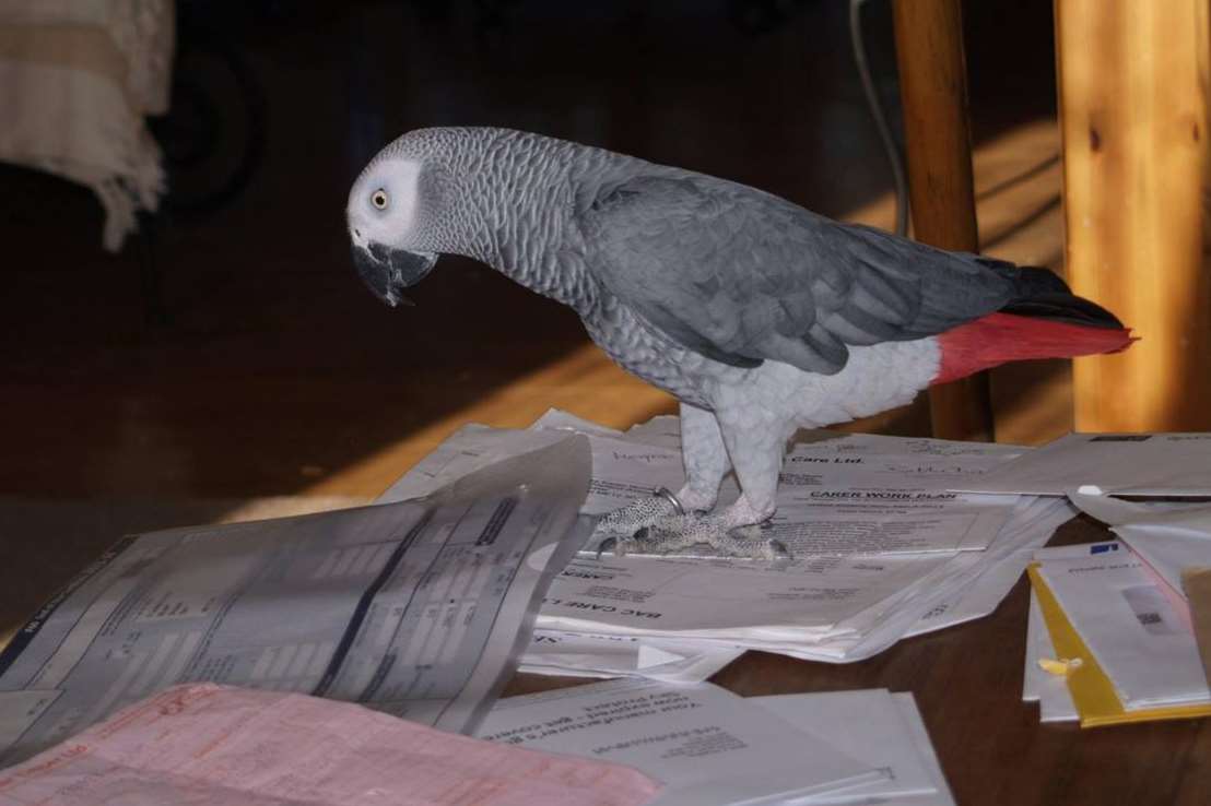 Blue the African grey parrot had gone missing from his Minster home
