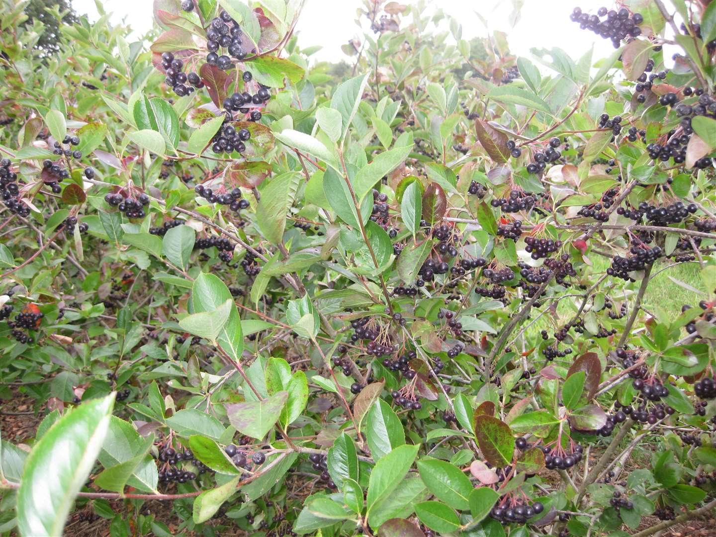 Aronia berry bushes bearing fruit.