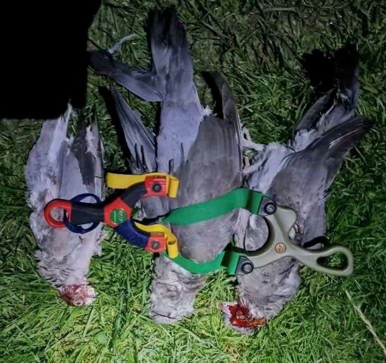 Three dead pigeons with blood on their necks photographed with catapults