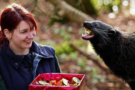 Ayu, the binturong - also known as a bearcat - was given a Christmas hamper at Howletts Wild Animal Park