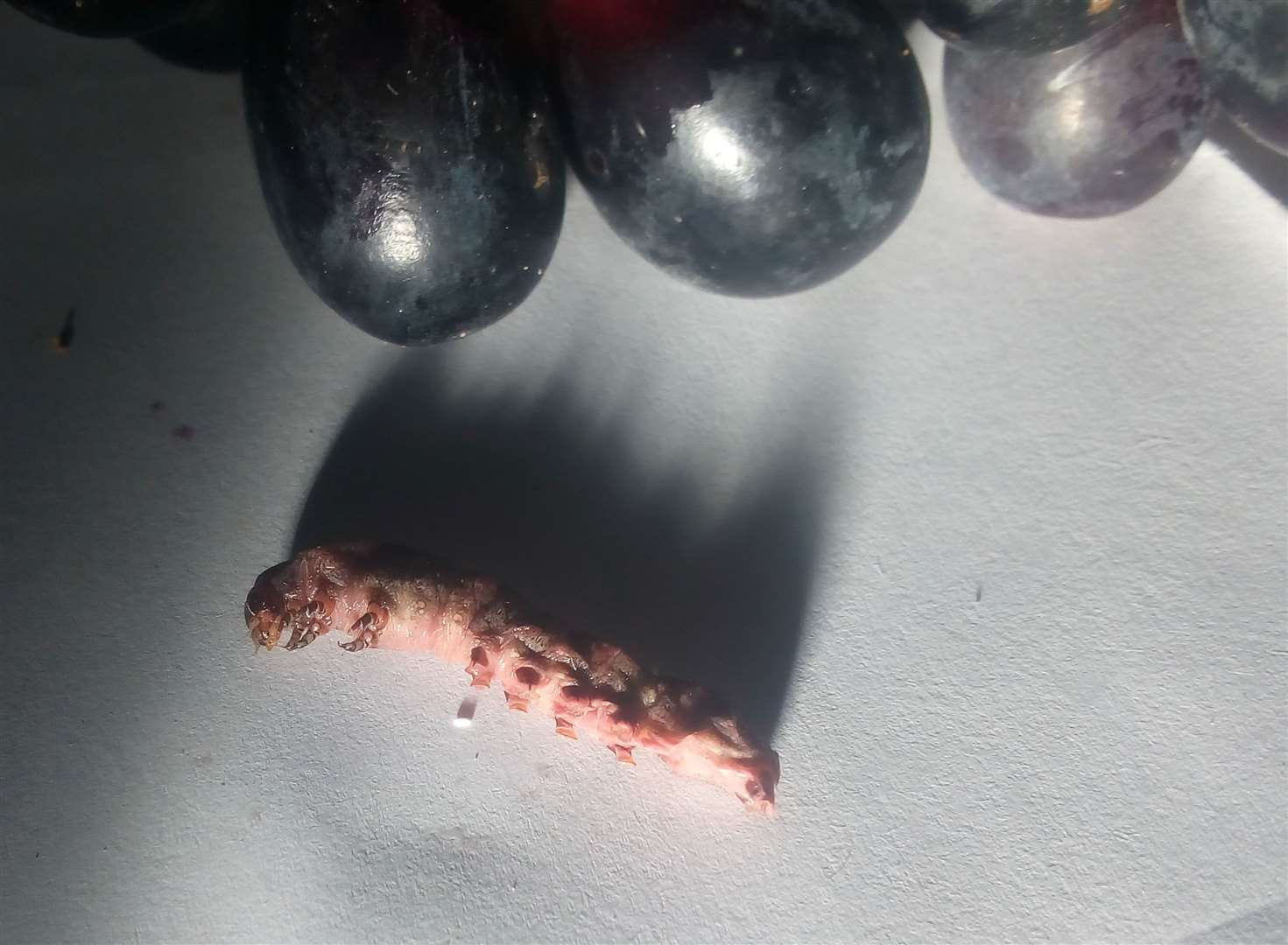 The caterpillar was found inside a packet of grapes