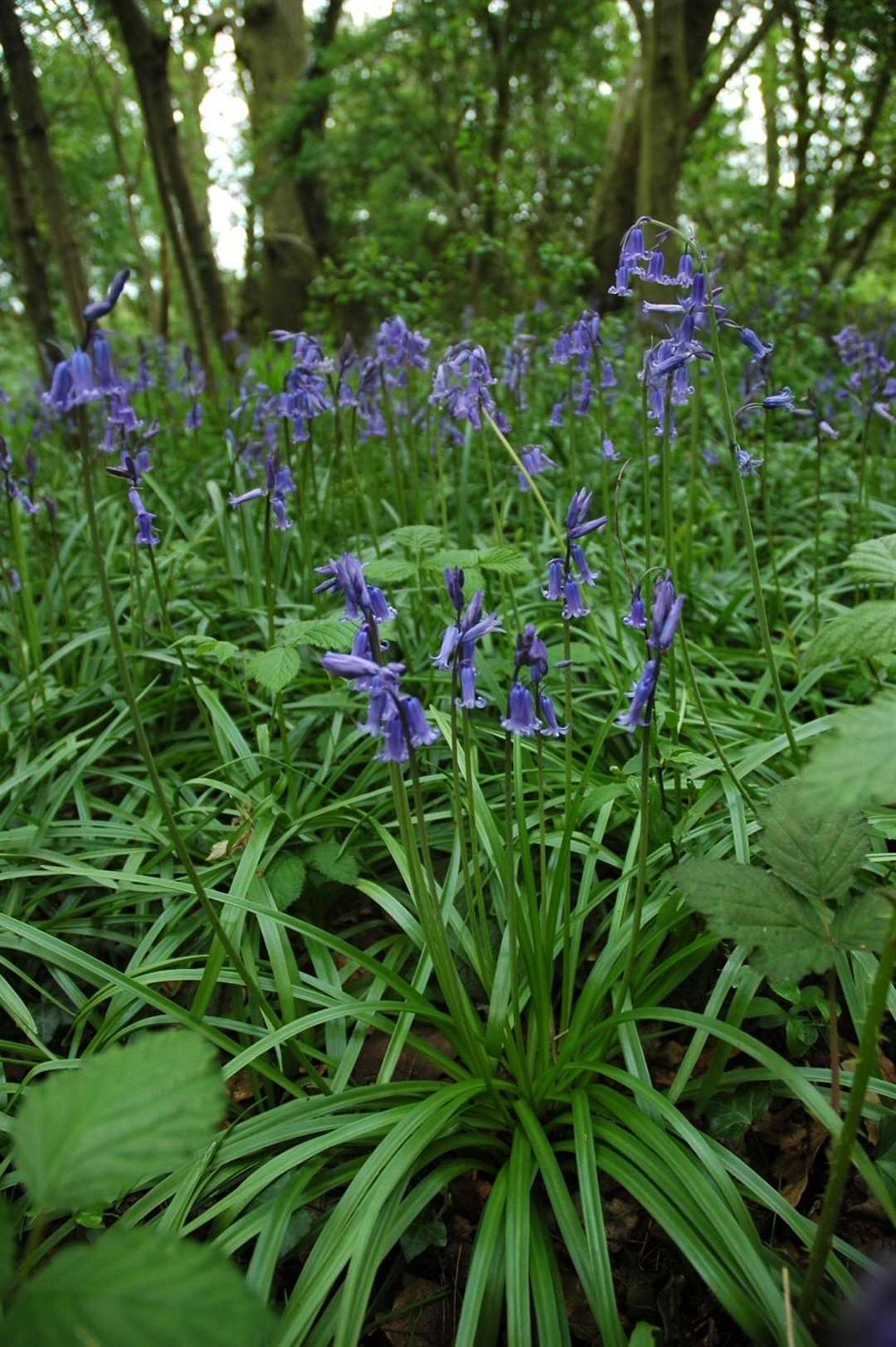Bluebells in the Whitstable woods, pictured in the spring. Picture: Ashley Clark