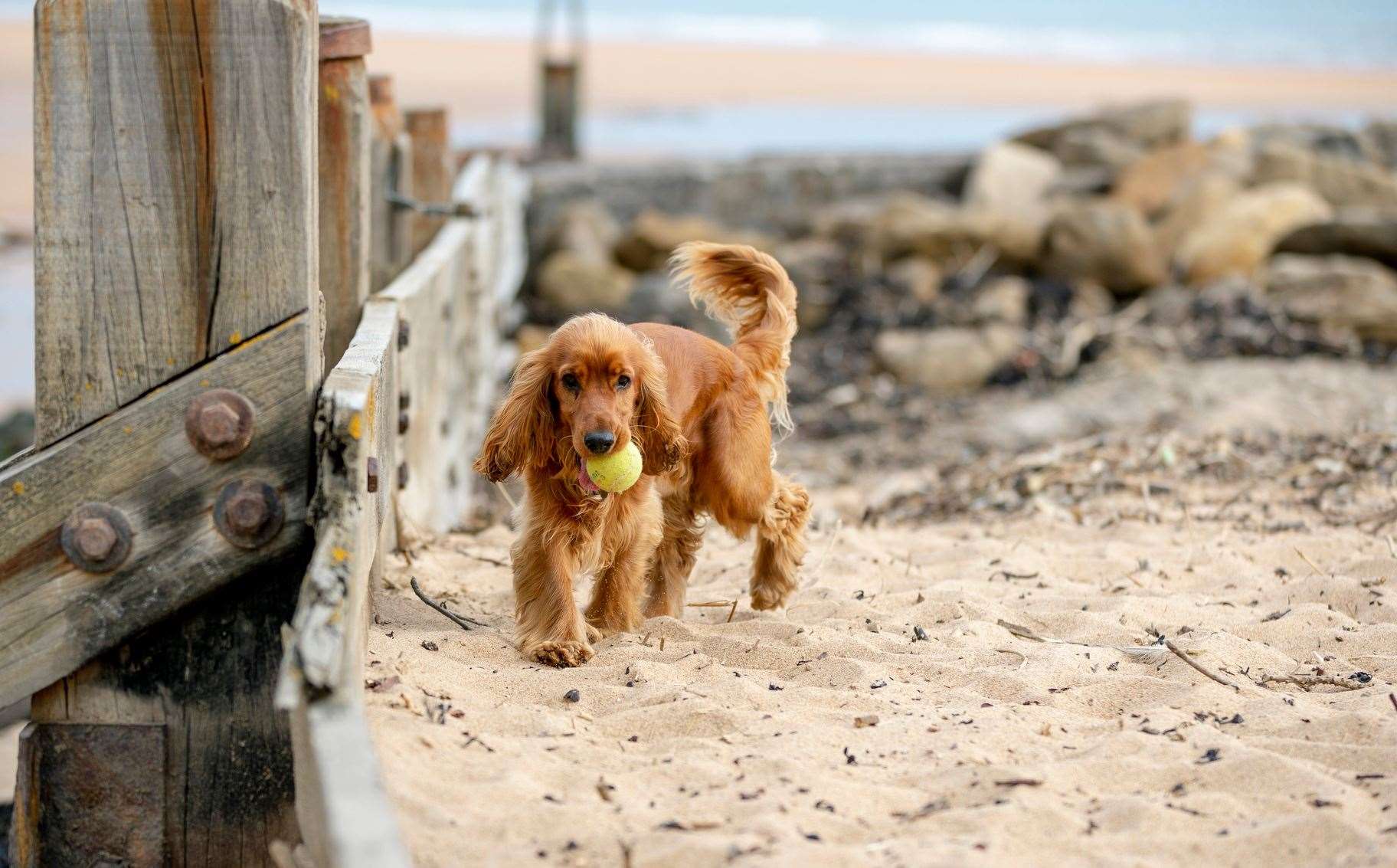 Dogs are often only permitted on certain beaches in the summer months. Image: iStock.