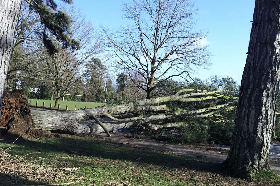 Oakwood Park in Maidstone is blocked by a fallen tree