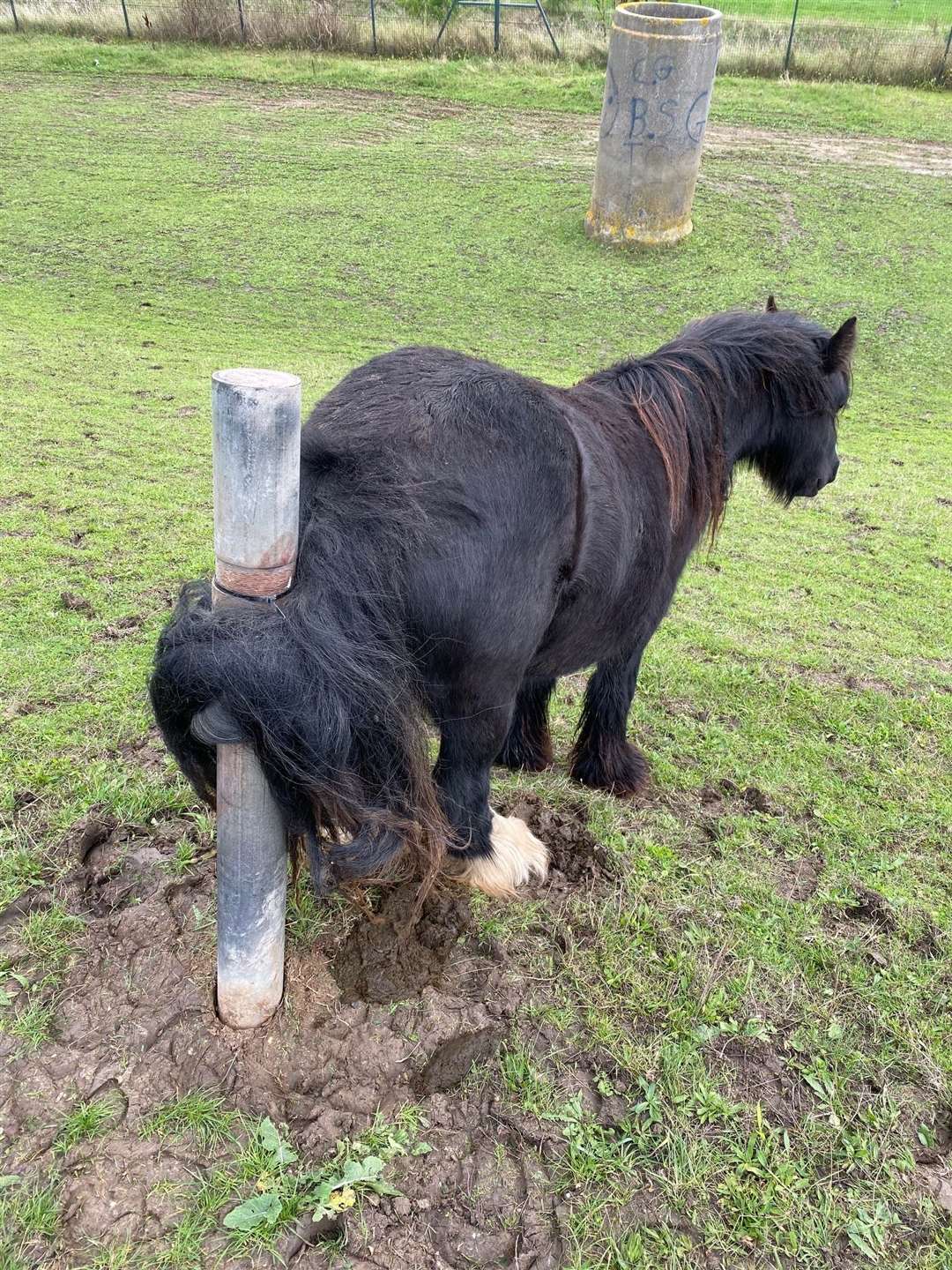 The black horse was found with it's tail tied to a concrete post in Gravesend (19879854)
