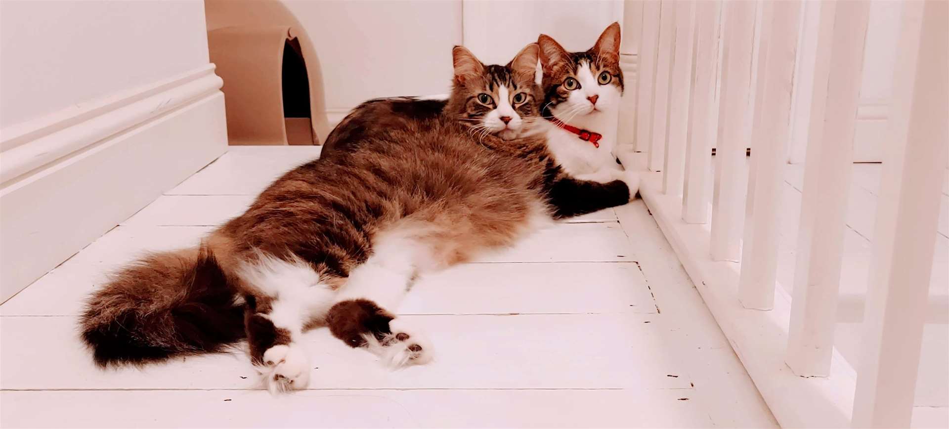 Lloyd's cats, Mogwai and Arthur