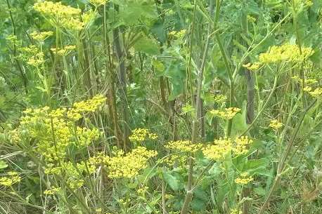 Wild parsnip can be poisonous to animals