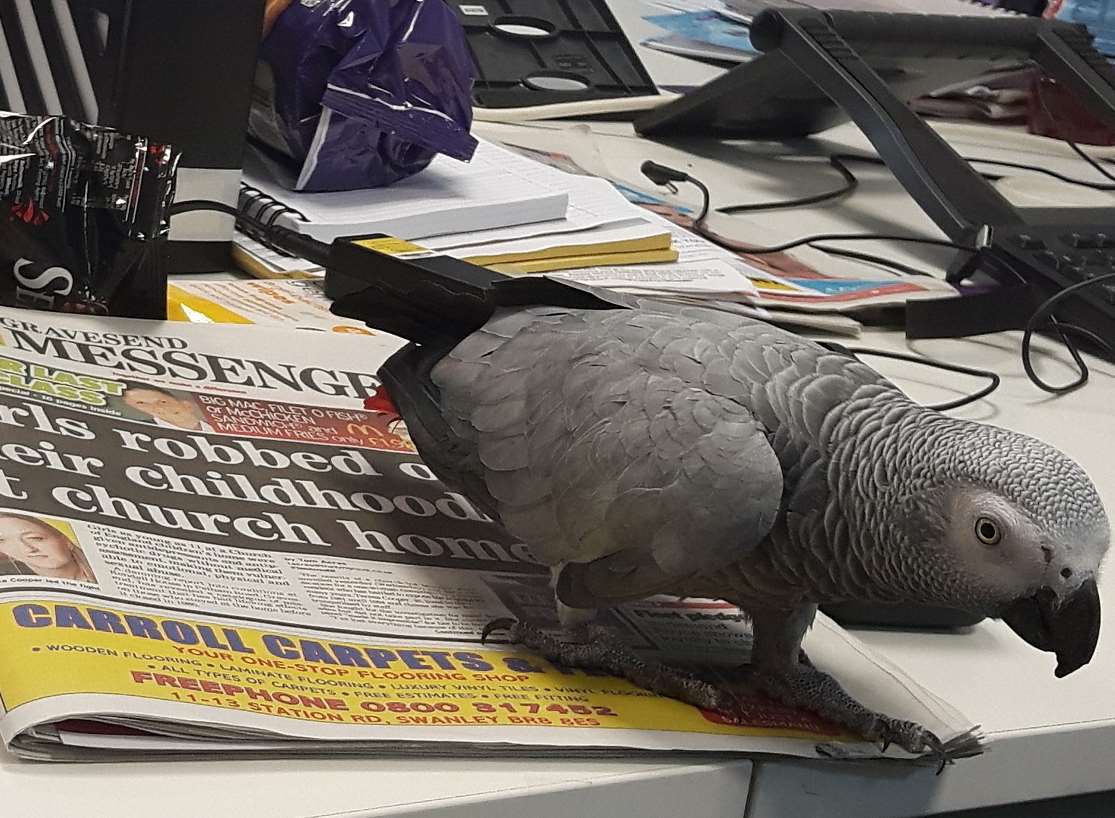 African grey parrot Masie, having a read and a much of today's Gravesend Messenger