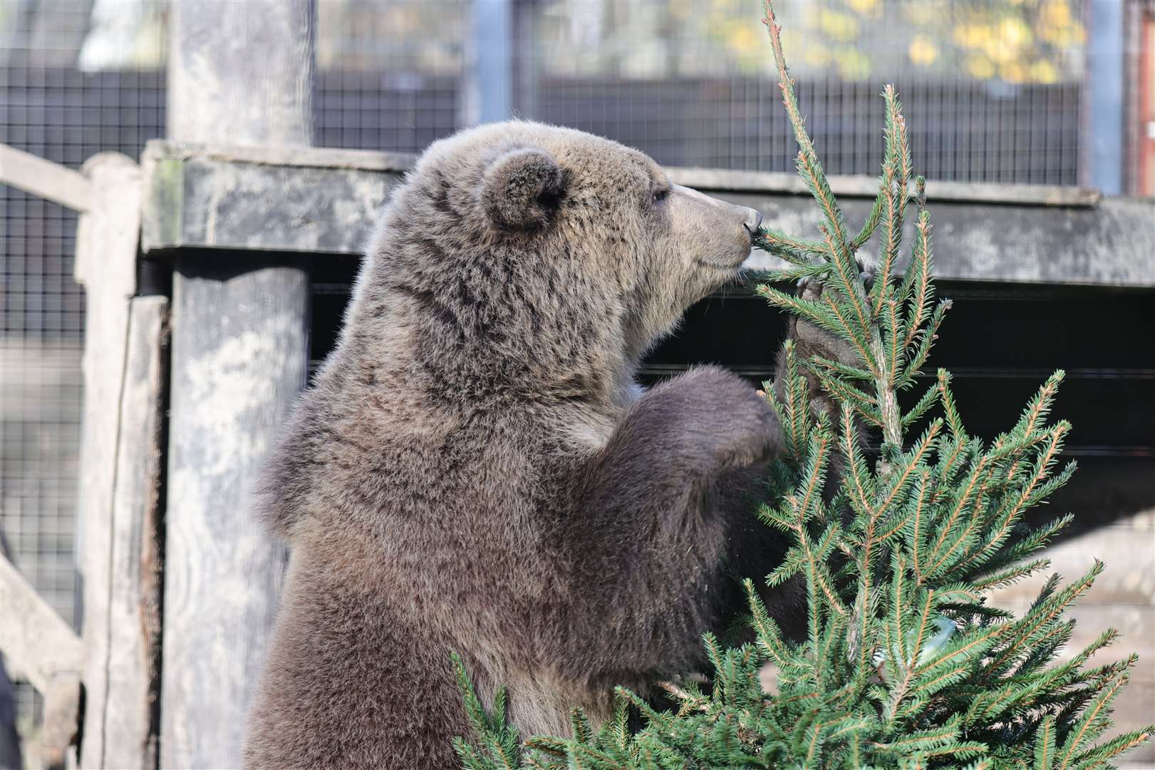 Bear cub Lucy at Wildwood Trust gives her Christmas tree a sniff