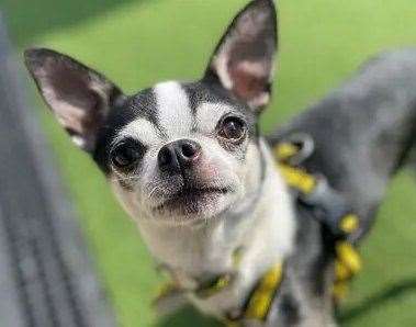 Viktor the chihuahua. Picture: Dogs Trust