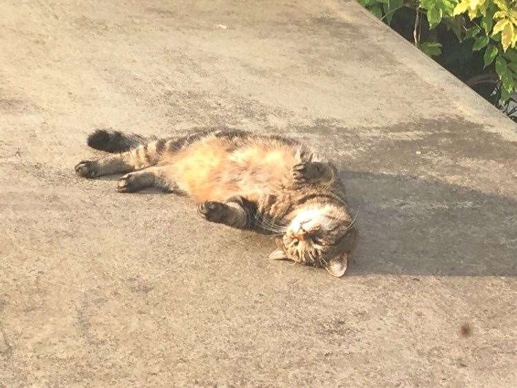 Alfie the not-so-fearsome tabby cat - enjoying a rooftop nap