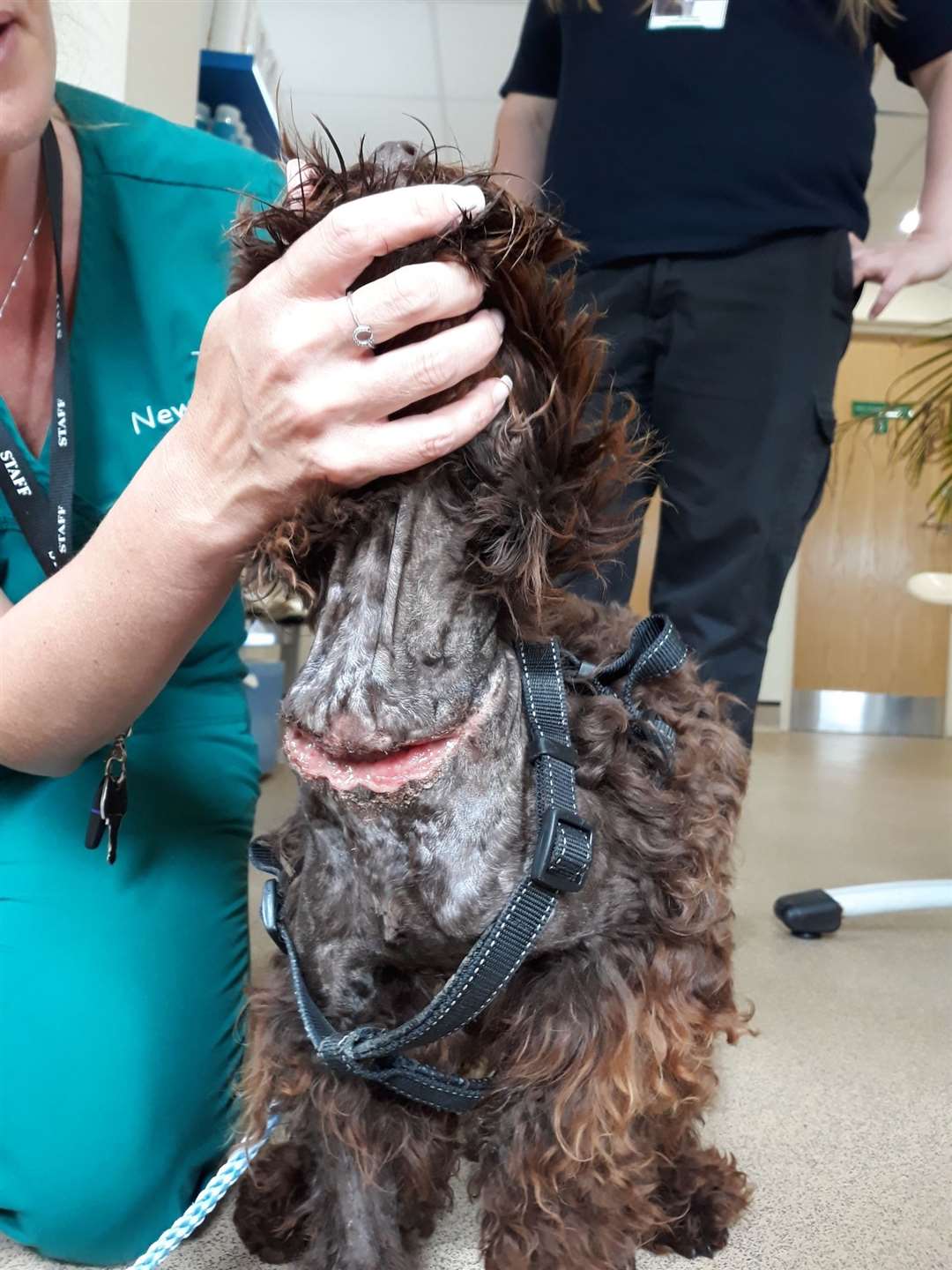 Horror wound found on abandoned dog in Lower Halstow. Picture: Swale council (11736115)