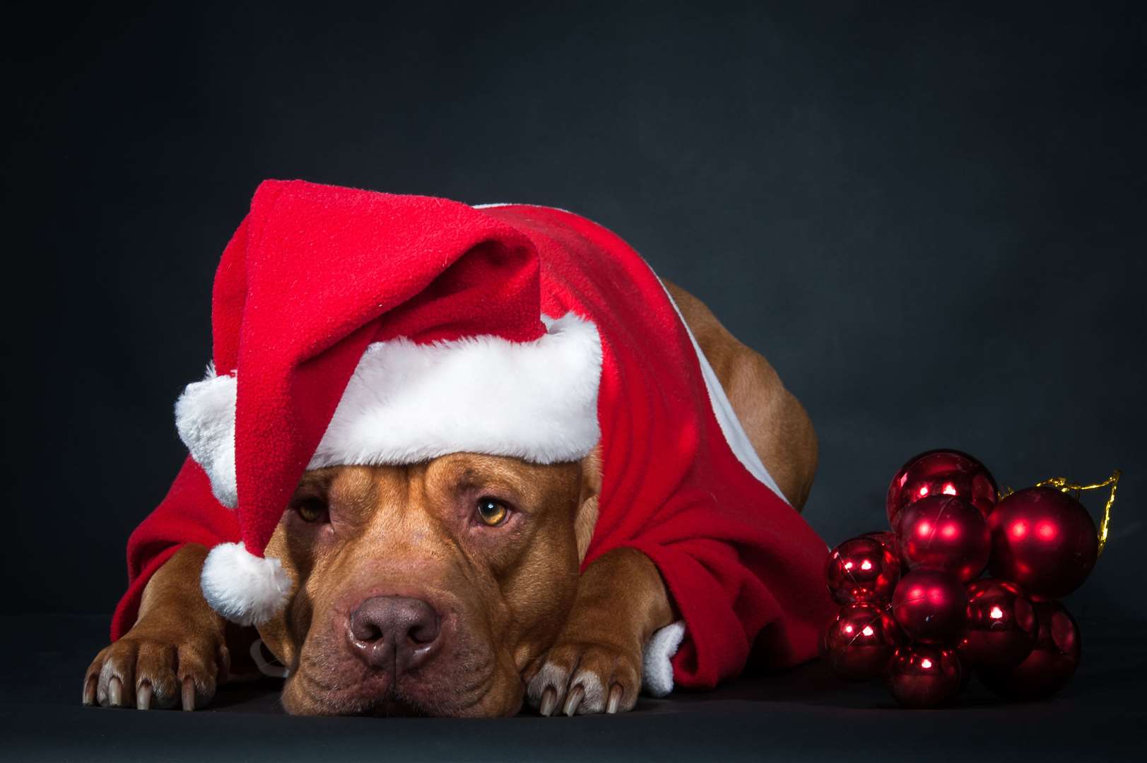 Families can take their dogs to meet Father Christmas in Canterbury