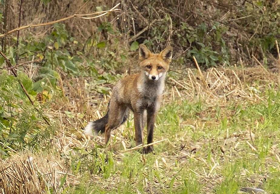 Graham Skinner photographed this fox on the land last month