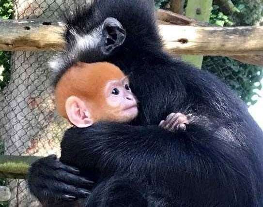 The adorable infant has bright orange-coloured fur. Photo: Howletts Wild Animal Park