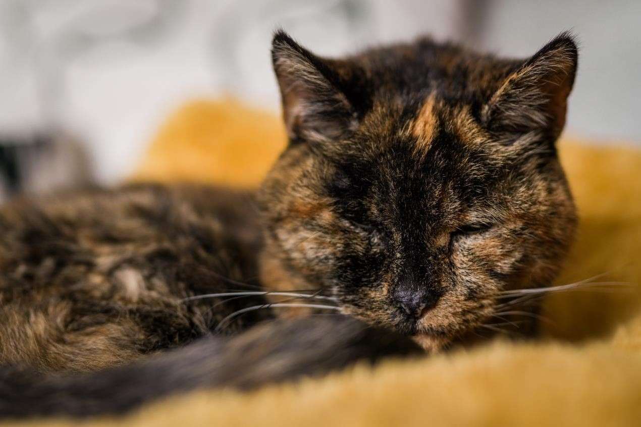 World's oldest cat Flossie, almost 27, taking a nap. Picture: Cats Protection