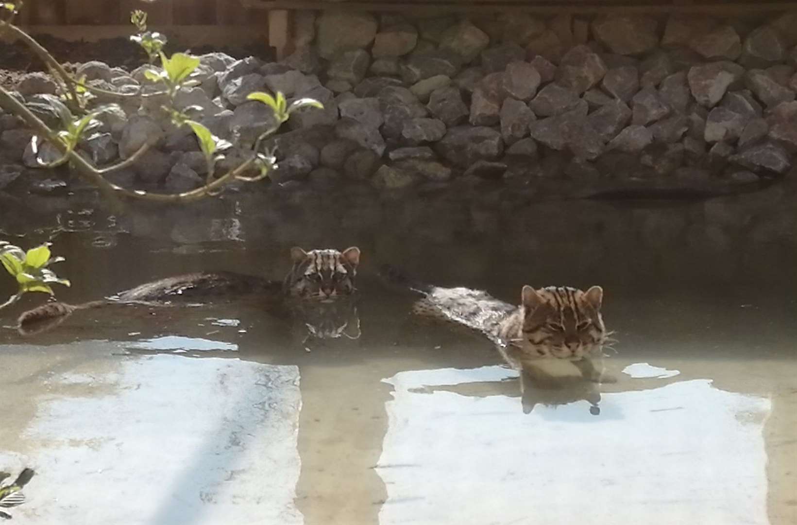 Two Fishing Cats at The Fenn Bell Zoo in Medway. Picture: The Fenn Bell Conservation Project Facebook page