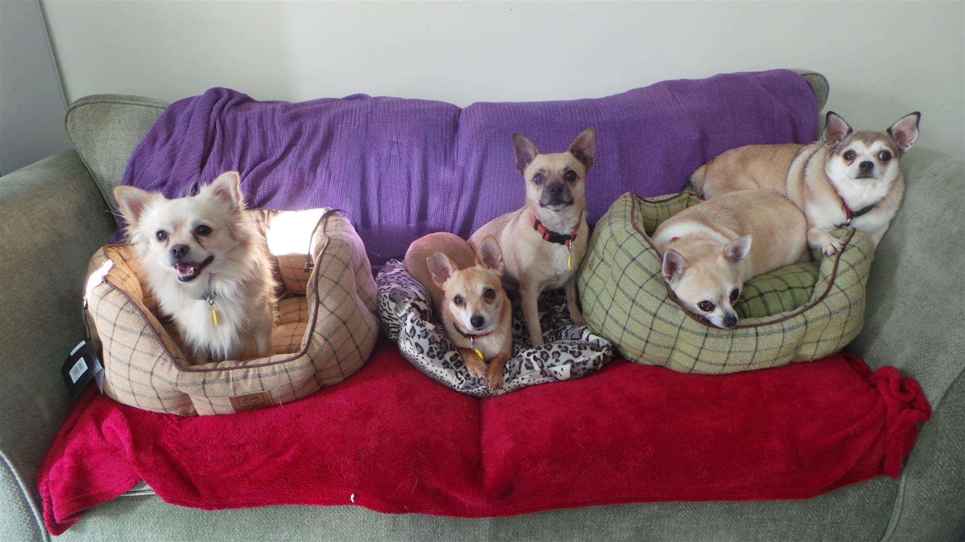 Some of the Chihuahua family