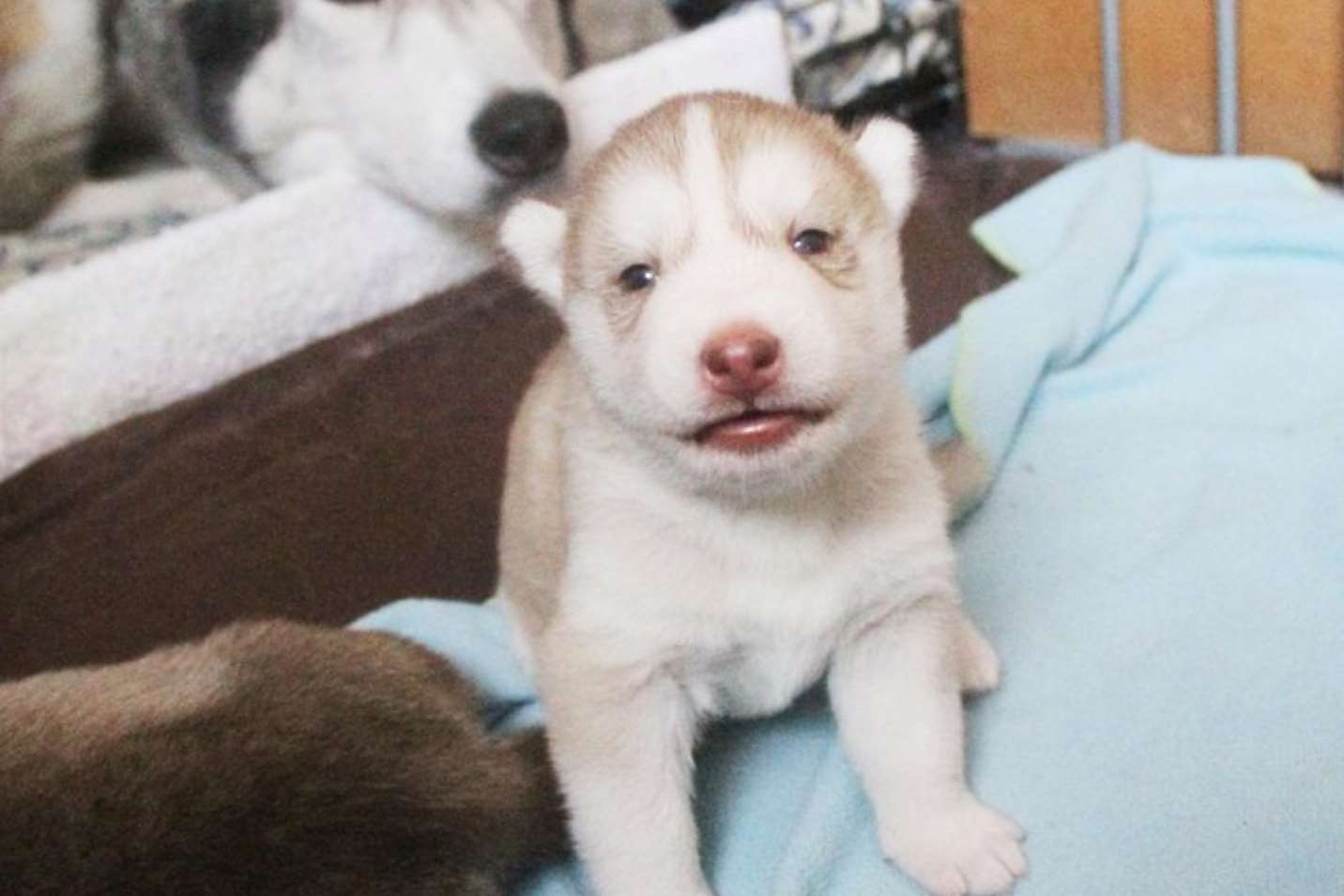Mika as a puppy. Pic from huskymika