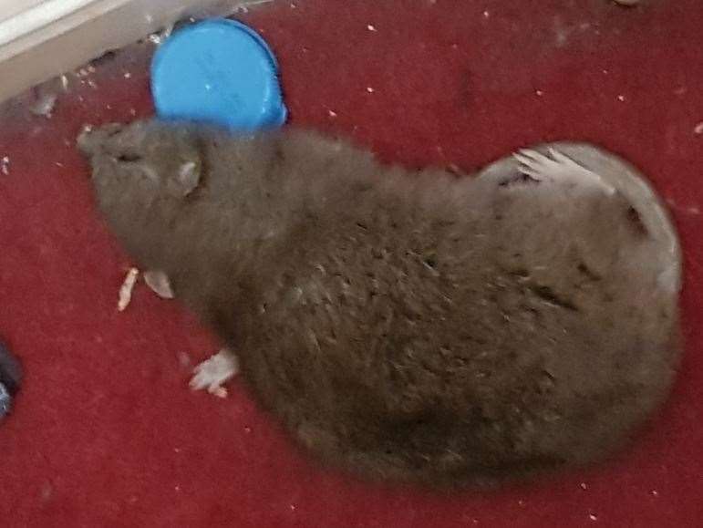A rat found in Katherine Muhammed's living room in Gillingham