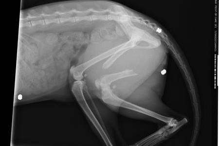 An x-ray revealed Charlie the cat was shot four times in Herne Bay