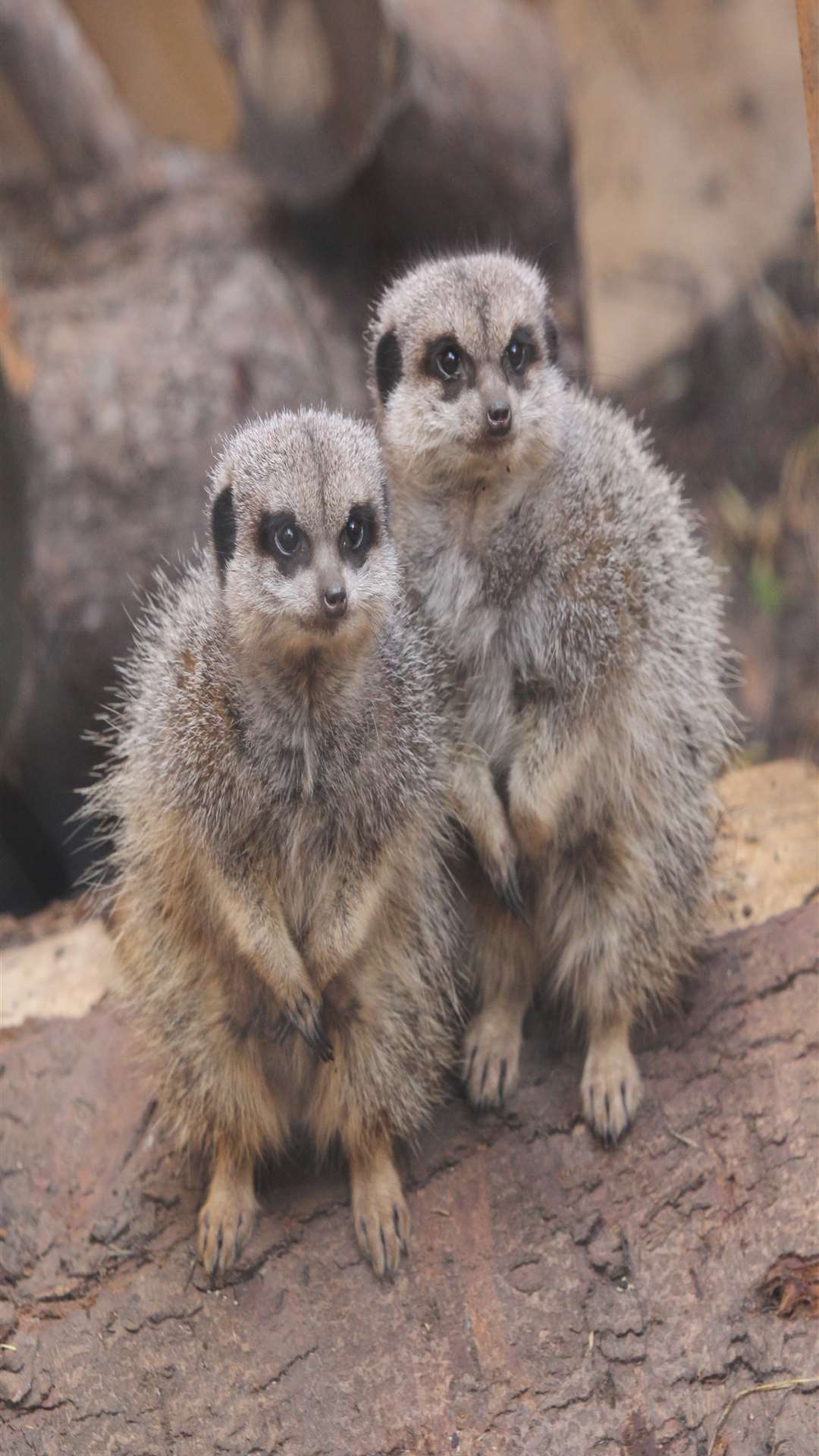 These meerkats face an uncertain future.