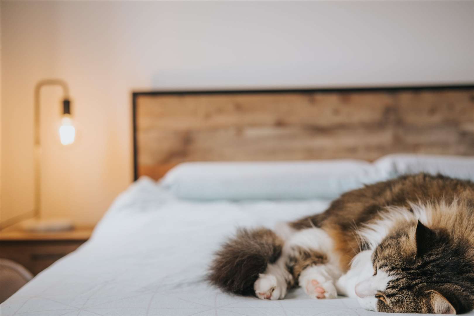 Your cat’s paws do not have fur to regulate heat, so when it is cold they keep them tucked underneath the body to keep warm. Picture: Anete Lusina, Pexels