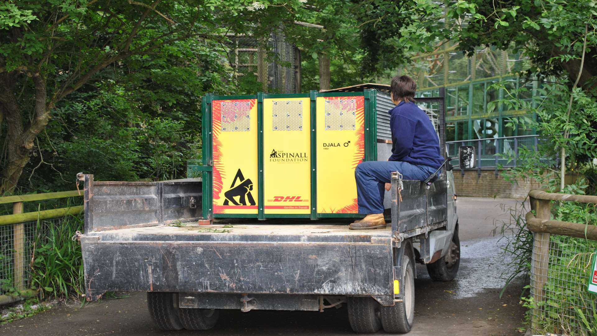 Djala the male gorilla in his modified crate for a special DHL delivery. Picture: Dave Rolfe