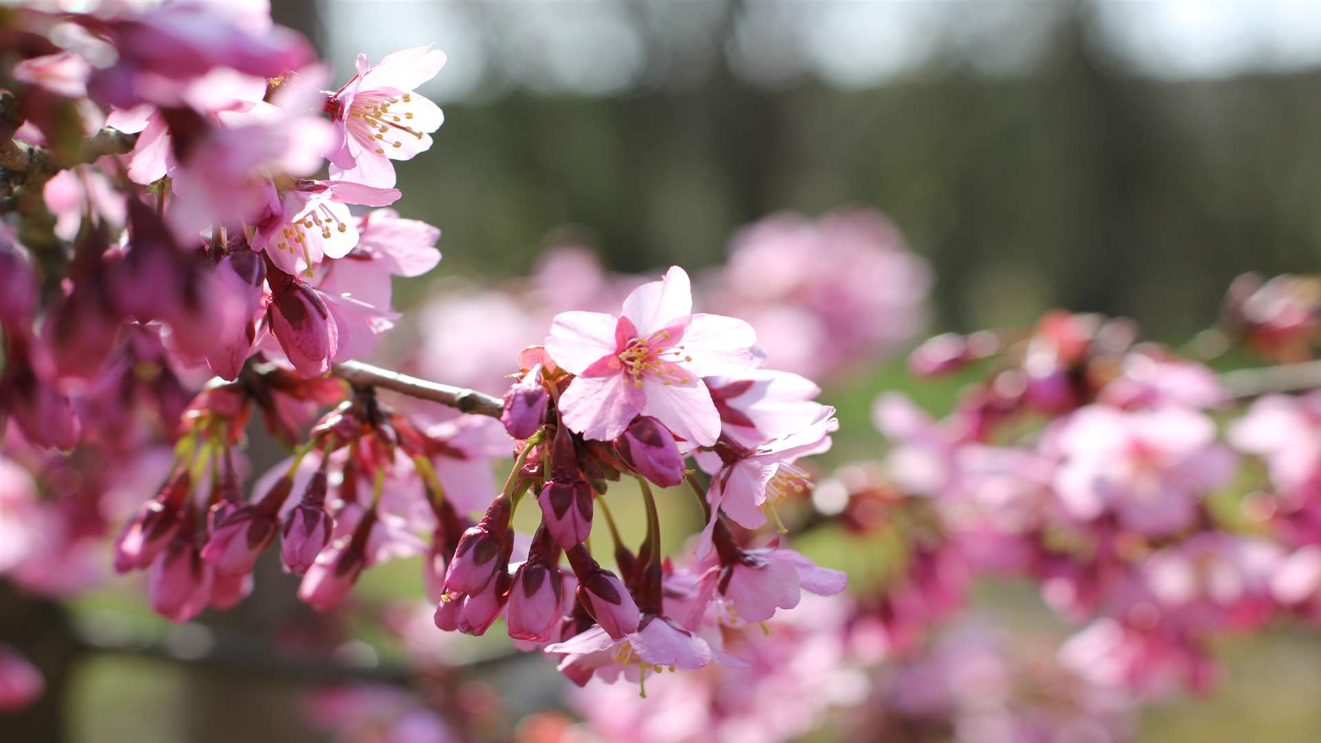 Japanese blossom will be out for the Hanami festival