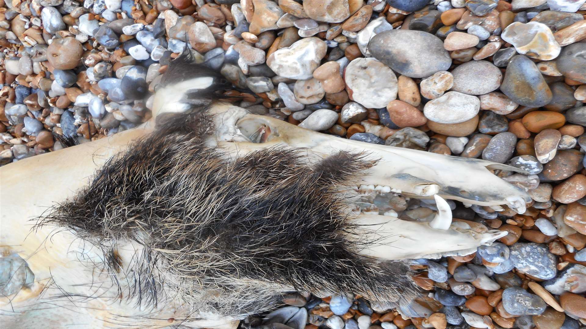 The wild boar was found on washed up on the shoreline at Lydd