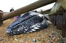 A humpback whale found on Sheppey two years ago. Picture Tony Flashman