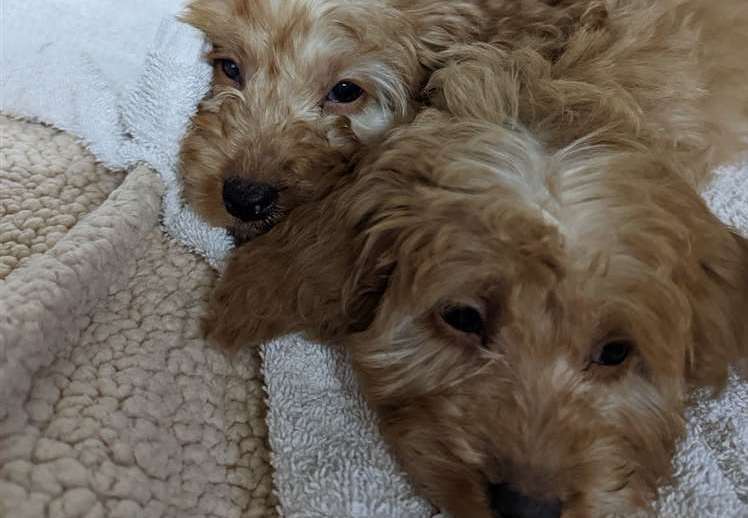 The cockapoo puppies found at Leybourne Lakes Country Park, Snodland. Picture: RSPCA