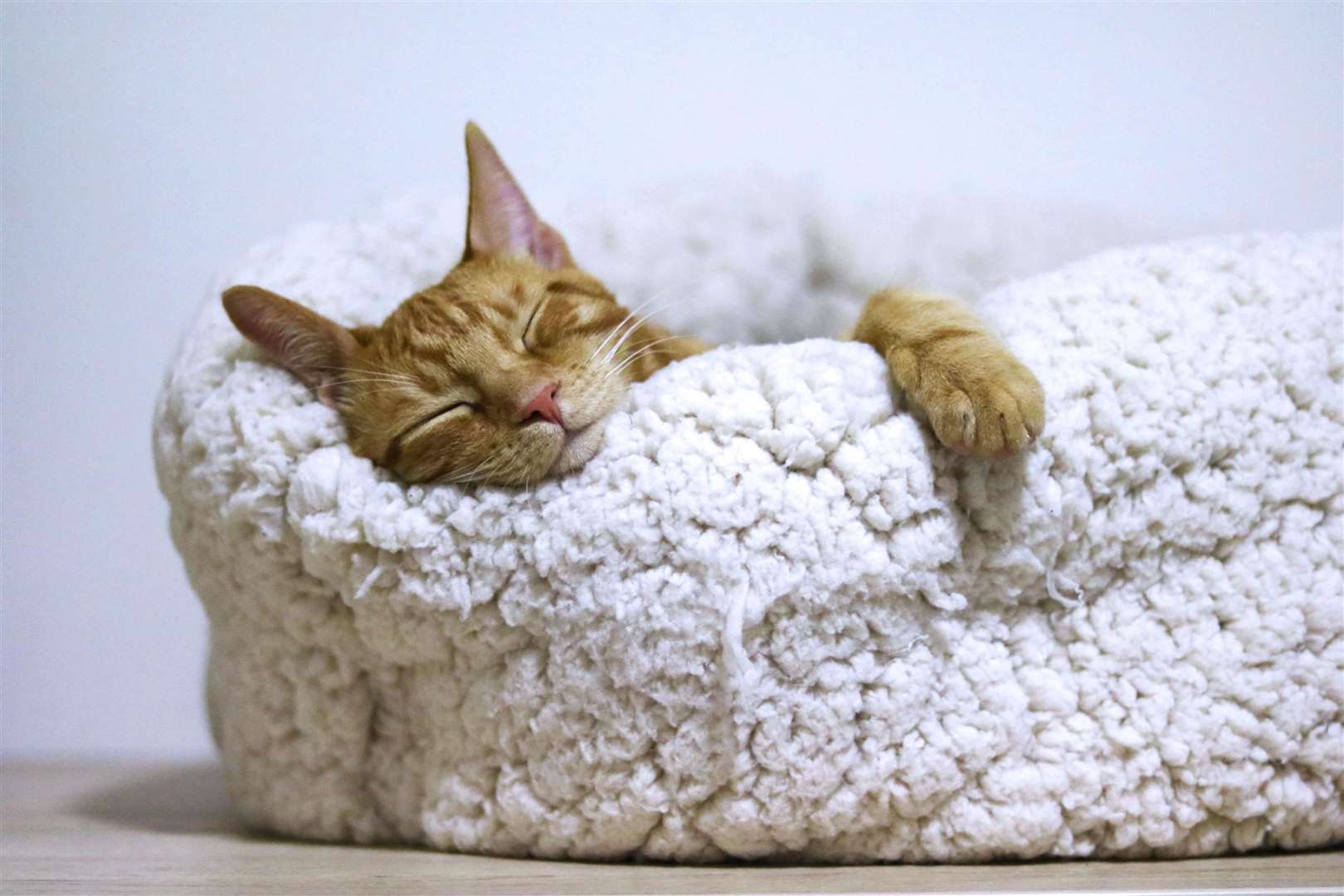 The way a cat sleeps depends on how they feel in their environment. Picture: александар цветановић, Pexels
