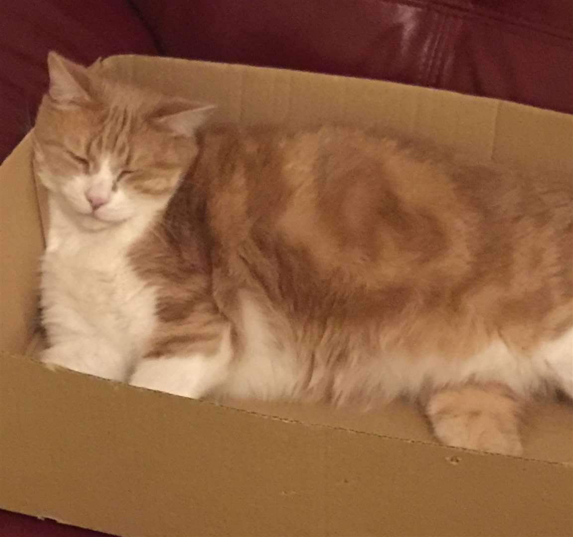 Clearoff is one of the cats reported missing in Seasalter. Picture: Jayne Dawkins