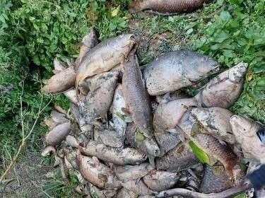 Dead fish piled up on the bank of the Fordwich lake after the ‘catastrophic’ oxygen crash