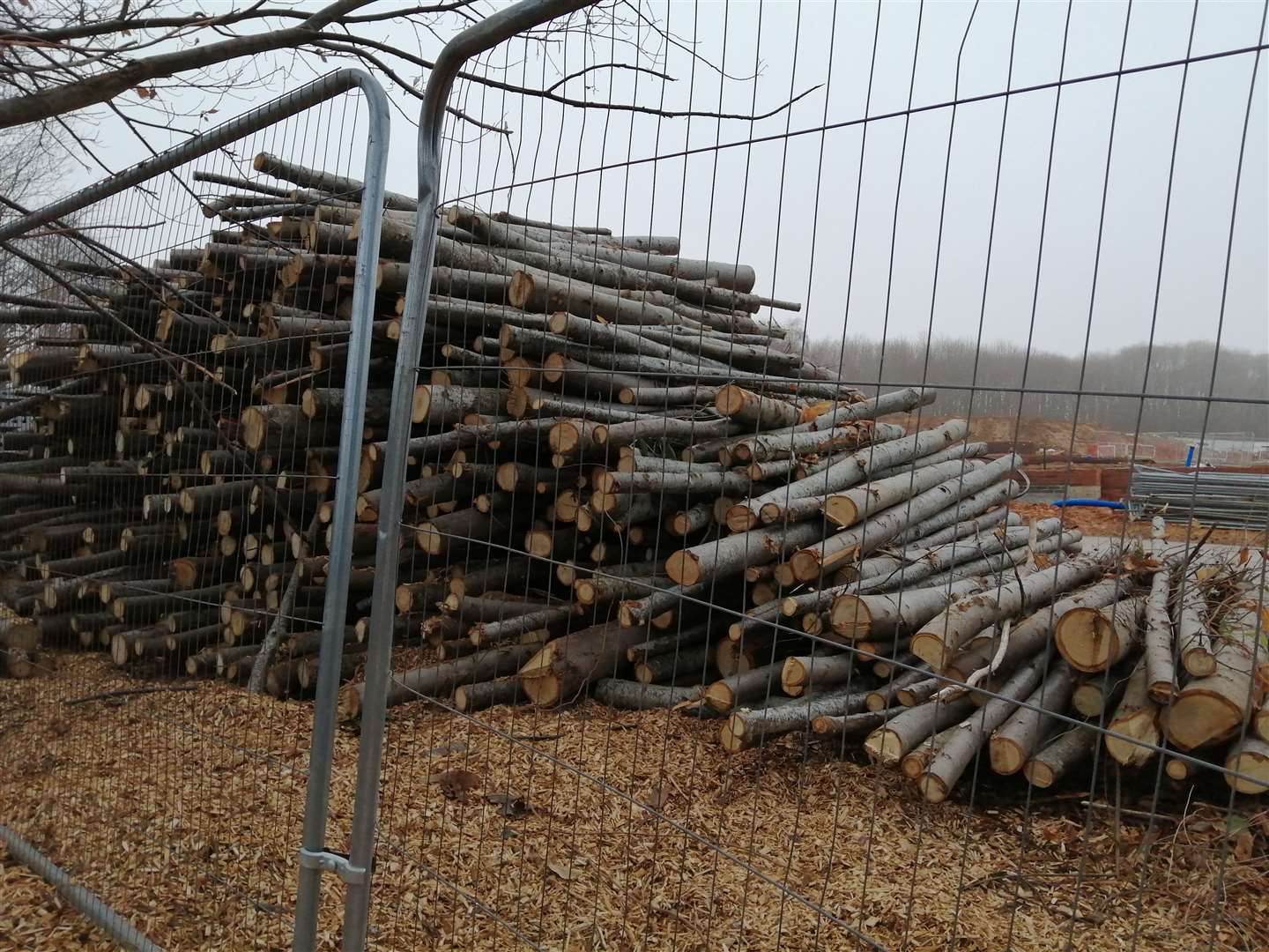 A stack of felled timber