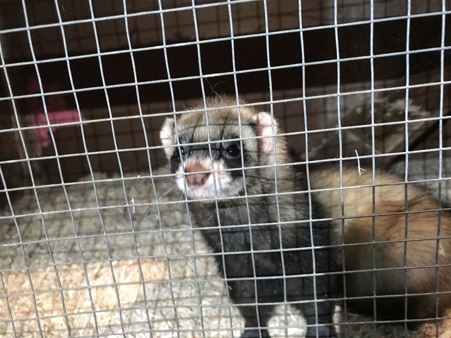 One of the abandoned ferrets now being looked after by the charity Picture: RSPCA
