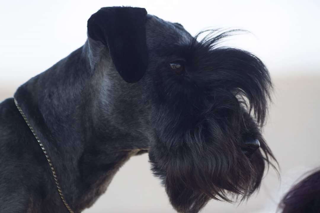 Cesky Terriers like Tyler are known for the long tuft of hair on their forehead