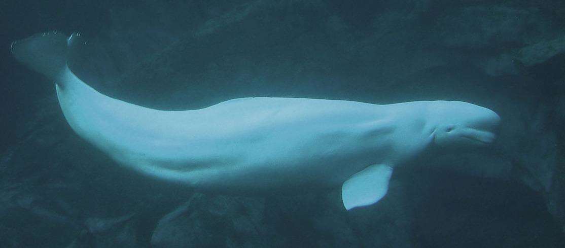 A Beluga Whale. Picture: WikipediaCommons. (4394049)