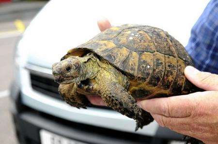Barry Ash with a Tortoise he found while driving on the M26.