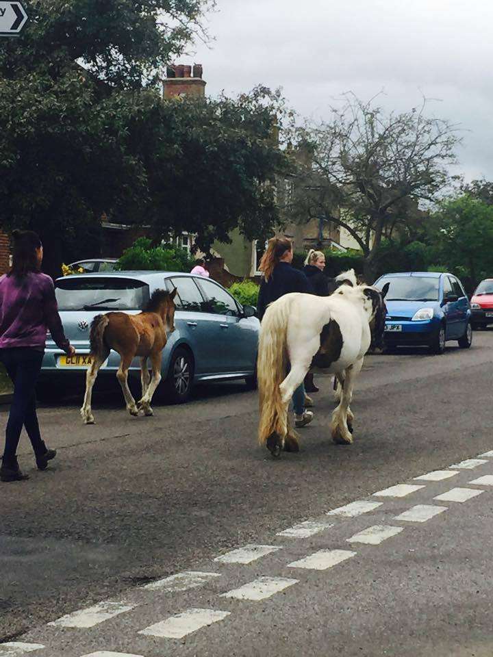 Horses roaming loose around Sandwich