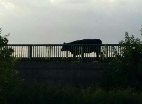 One of the cows on the tracks. Picture: Nicola Mesher