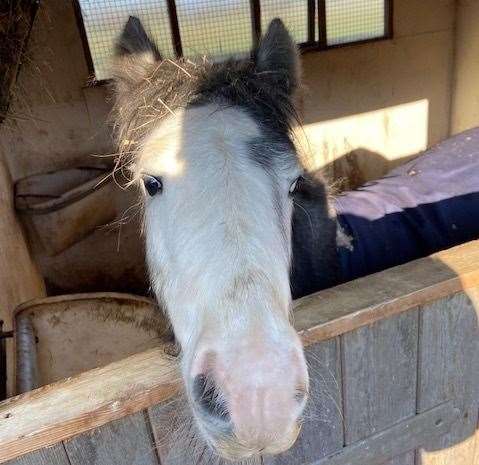 Now Oli the Orphan is a healthy and happy horse