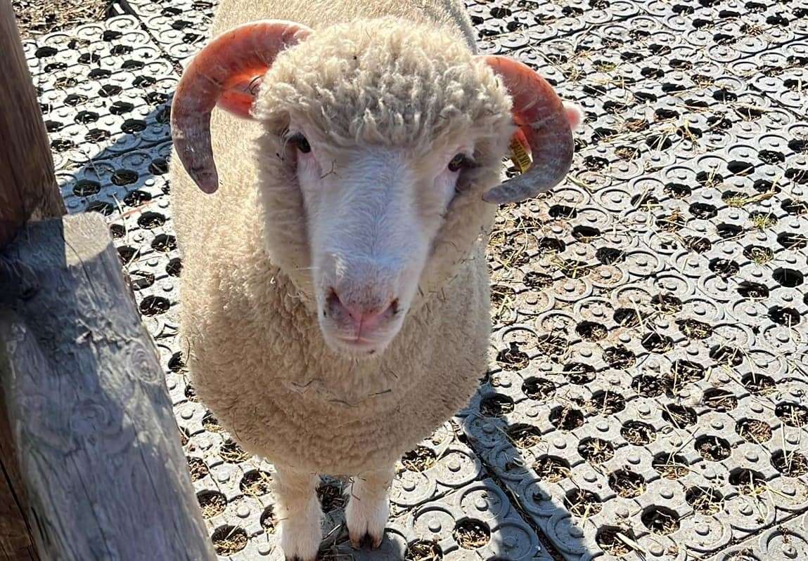 A sheep at Curly's Farm. Picture: Curly's Farm